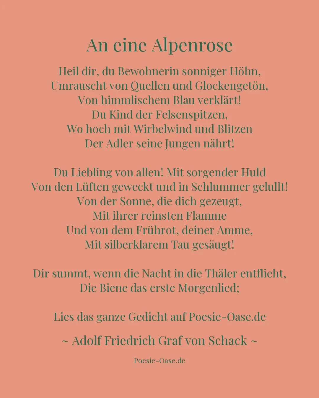 Illustration zu An eine Alpenrose
