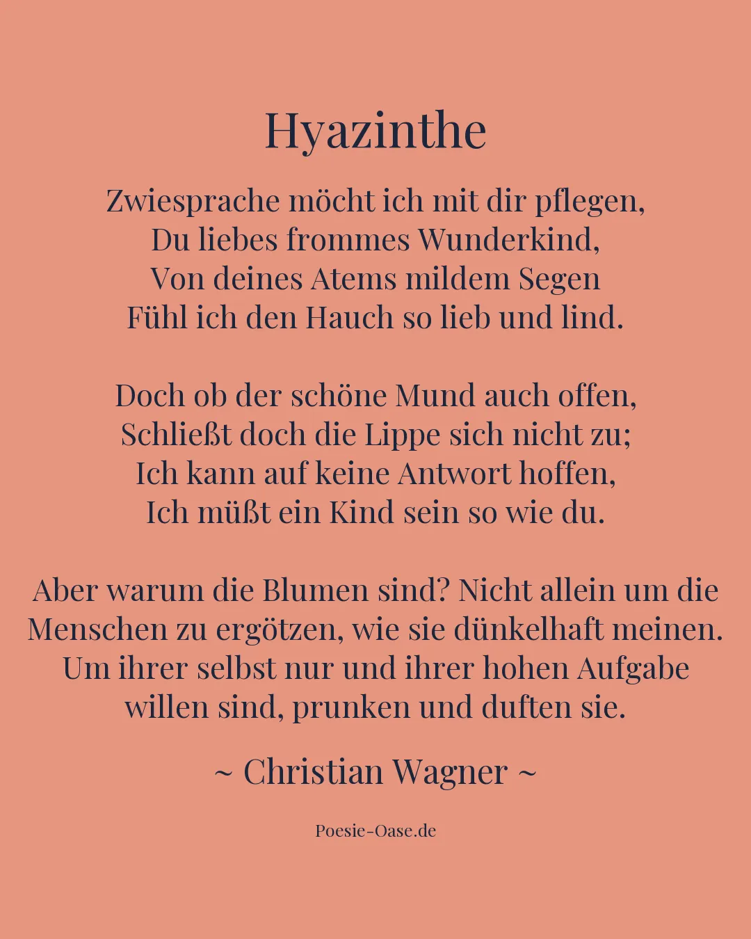 Illustration zu Hyazinthe