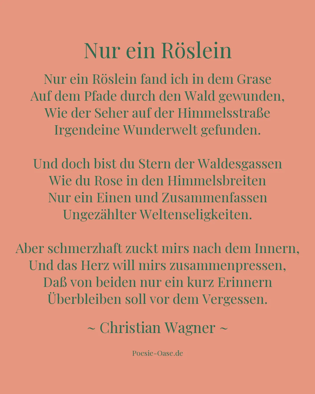 Illustration zu Nur ein Röslein