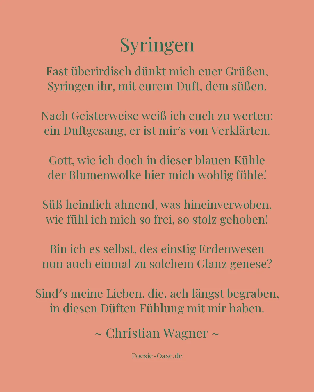 Illustration zu Syringen