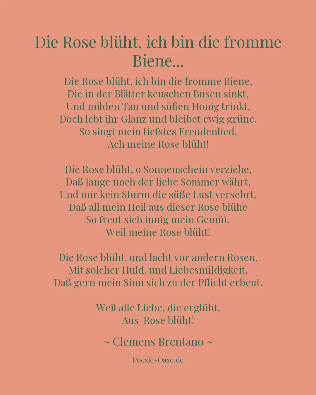 Illustration zu Die Rose blüht, ich bin die fromme Biene...
