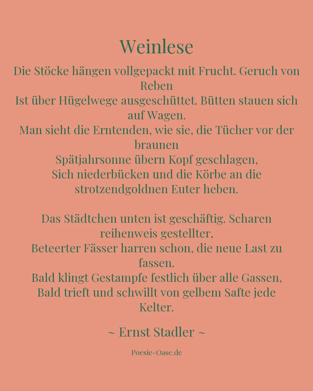 Illustration zu Weinlese