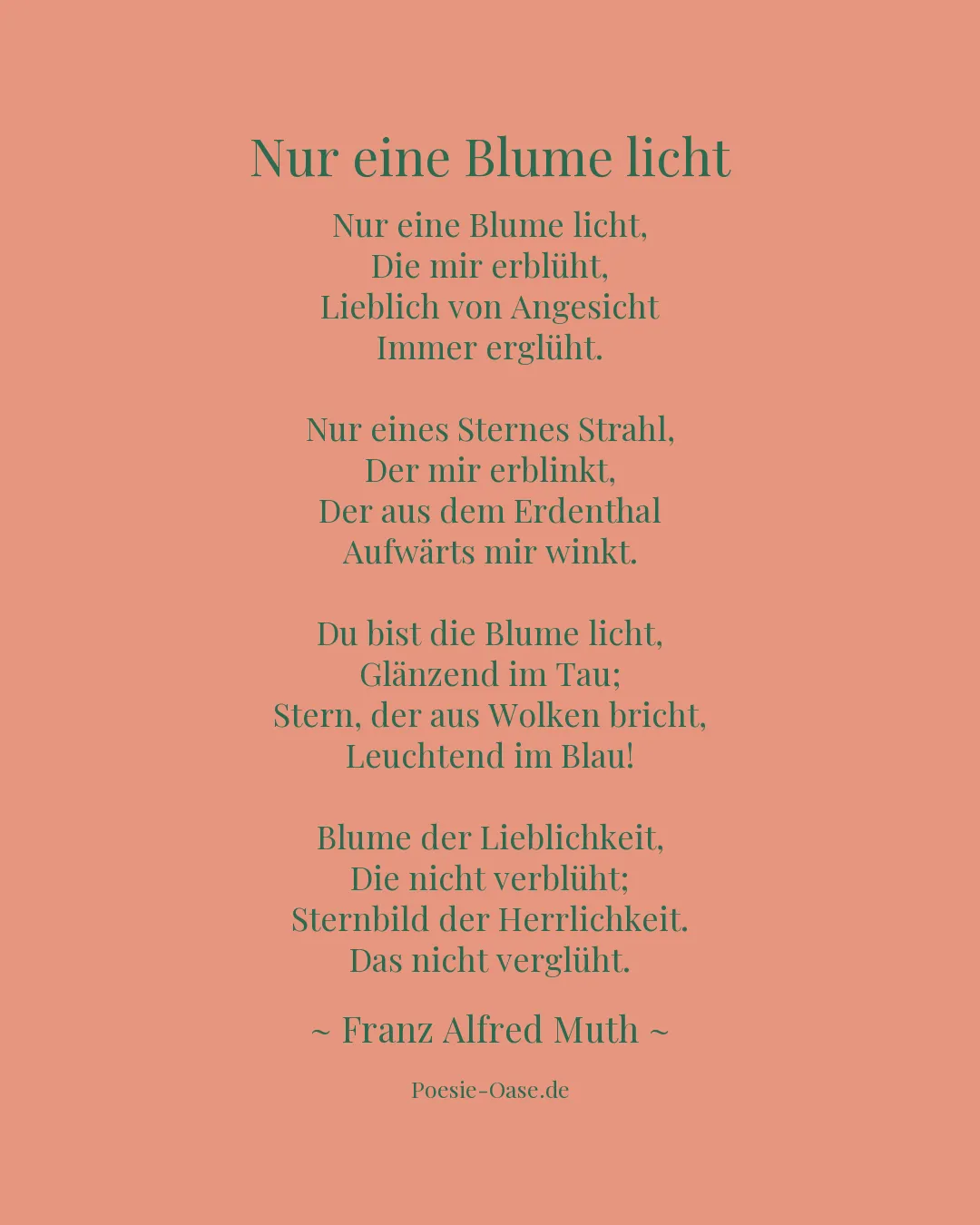 Illustration zu Nur eine Blume licht