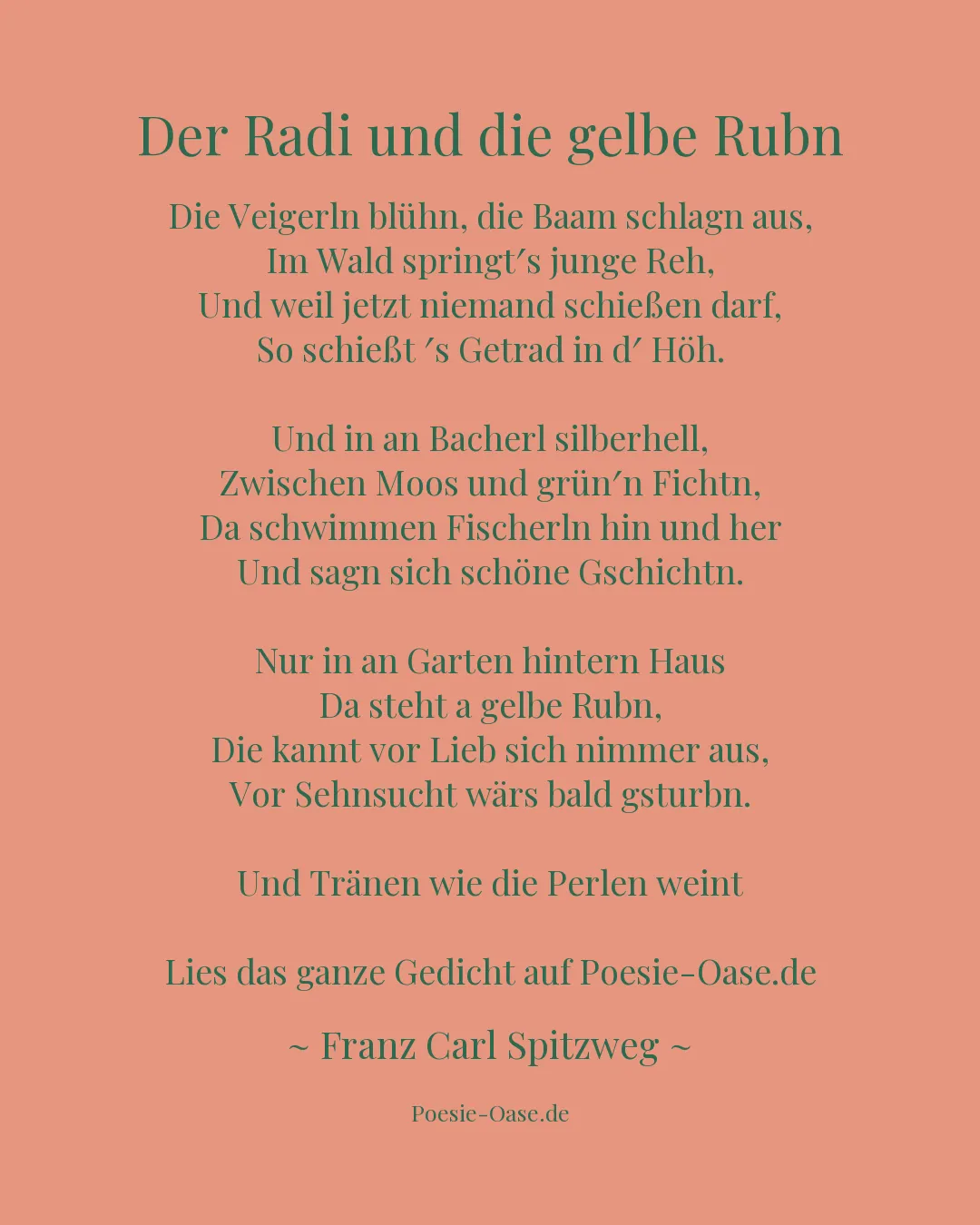 Illustration zu Der Radi und die gelbe Rubn