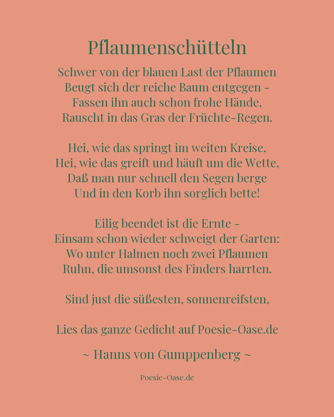 Illustration zu Pflaumenschütteln