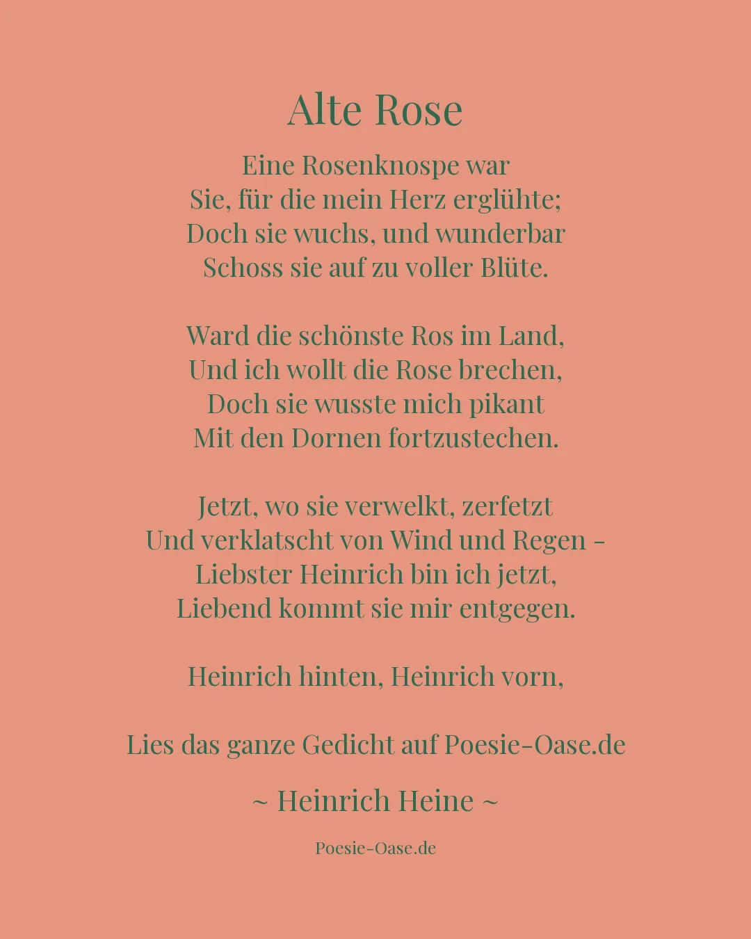 Illustration zu Alte Rose