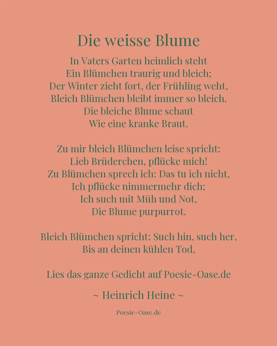Illustration zu Die weisse Blume