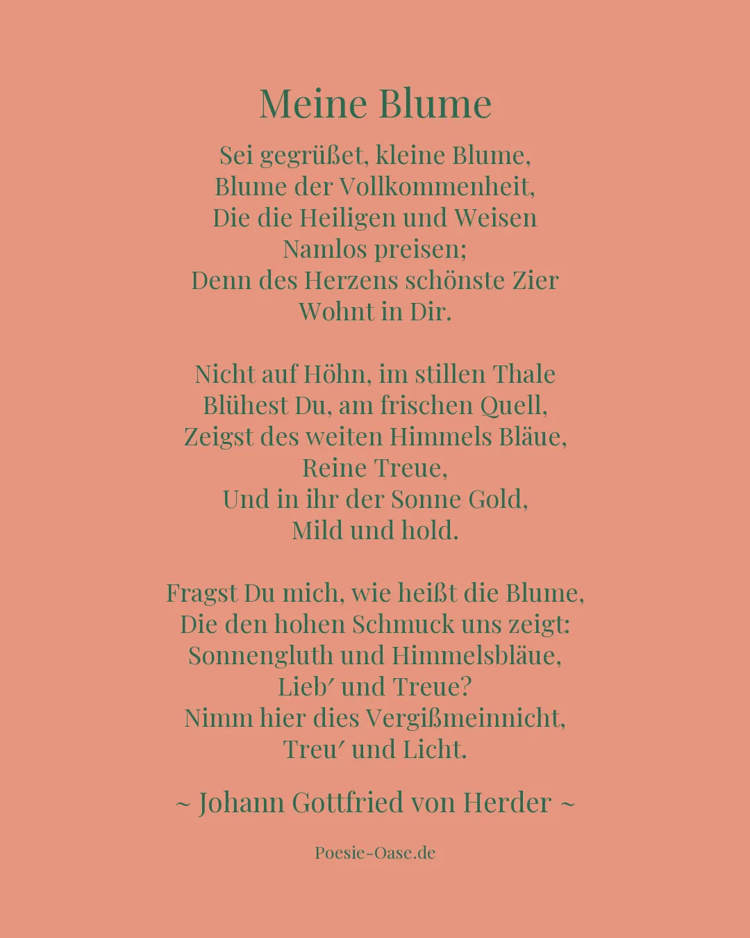 Illustration zu Meine Blume