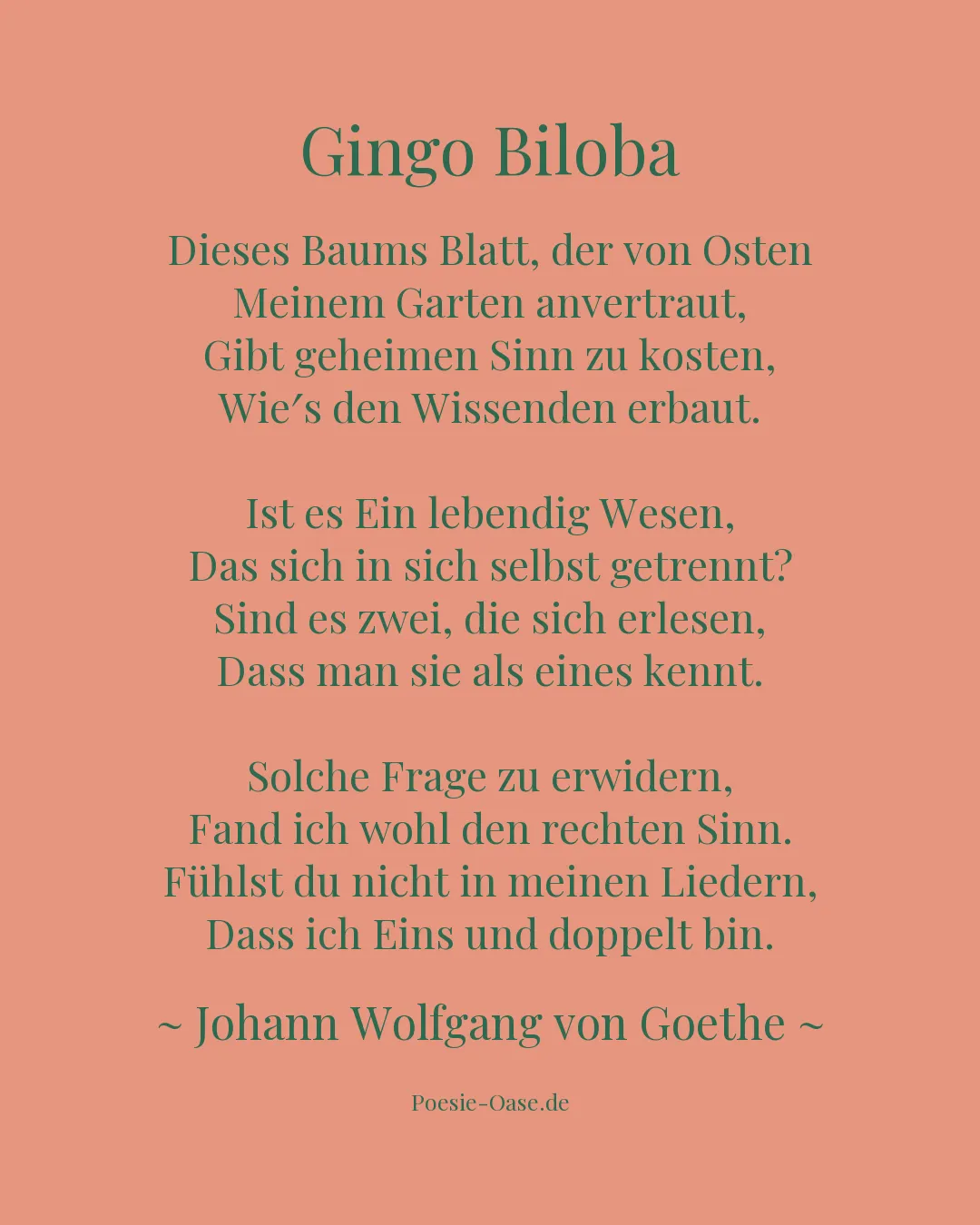 Illustration zu Gingo Biloba