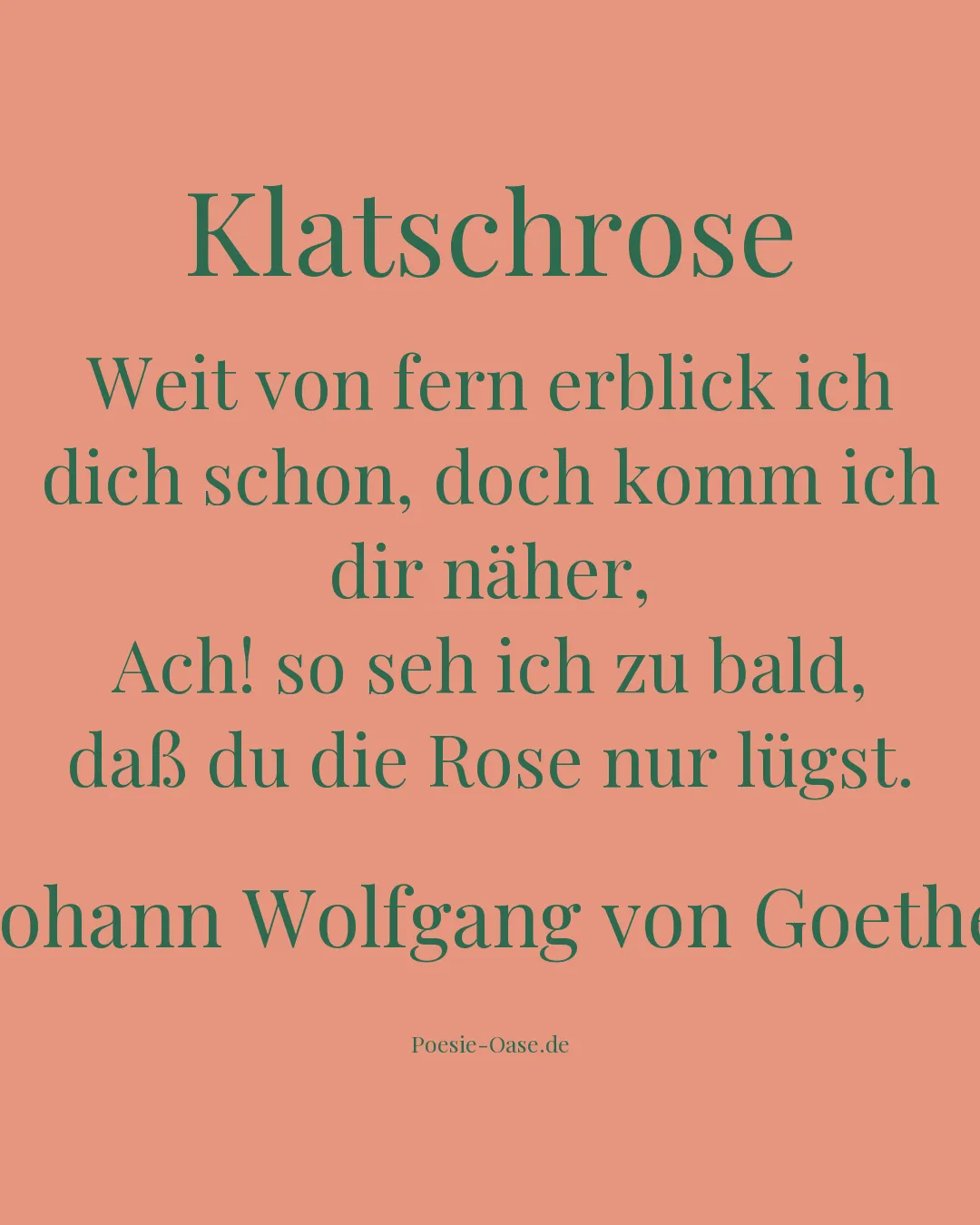Illustration zu Klatschrose