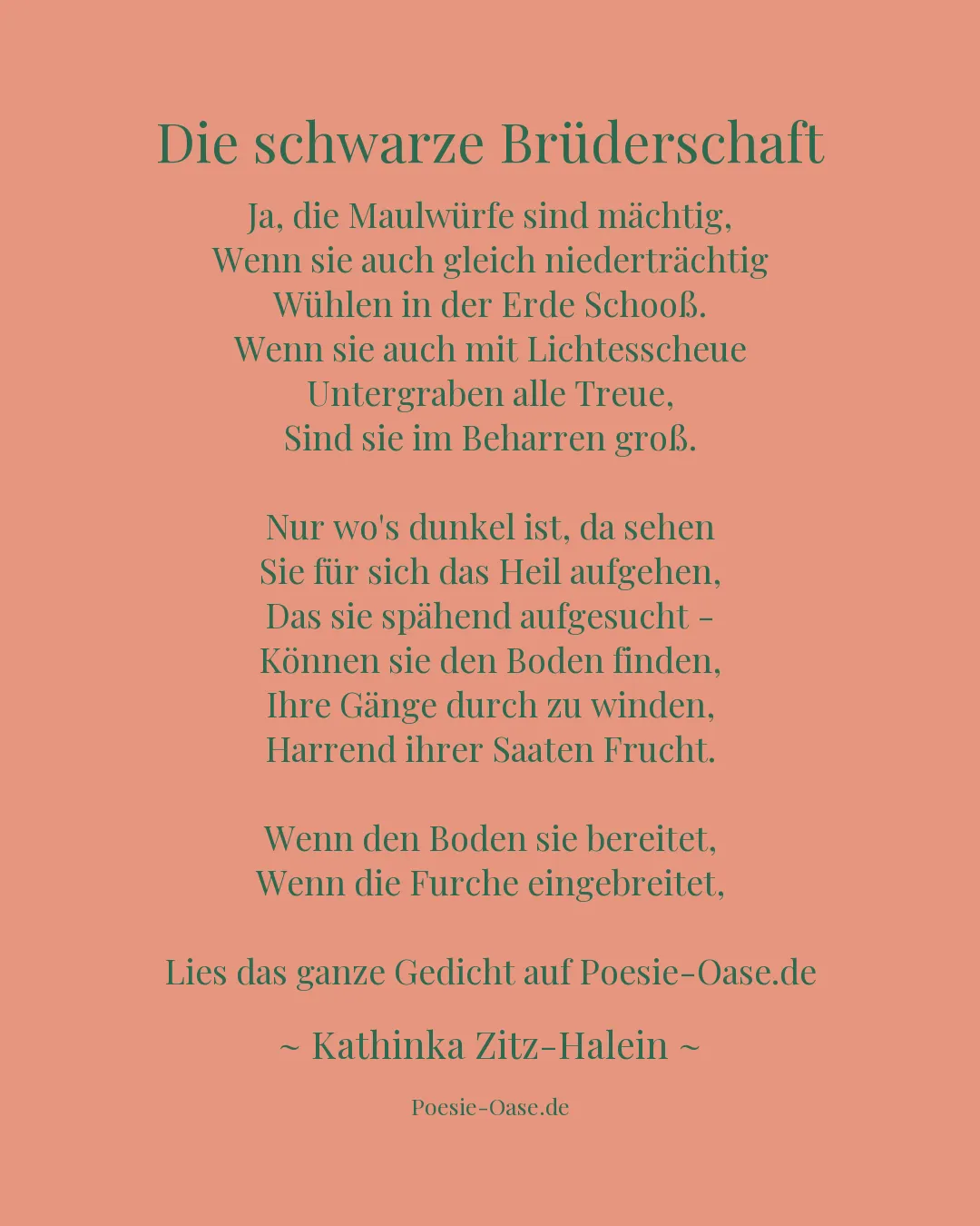 Illustration zu Die schwarze Brüderschaft