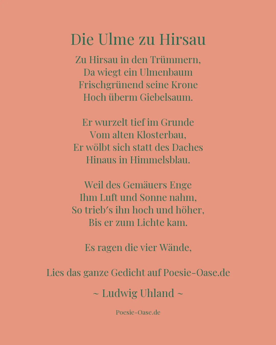 Illustration zu Die Ulme zu Hirsau