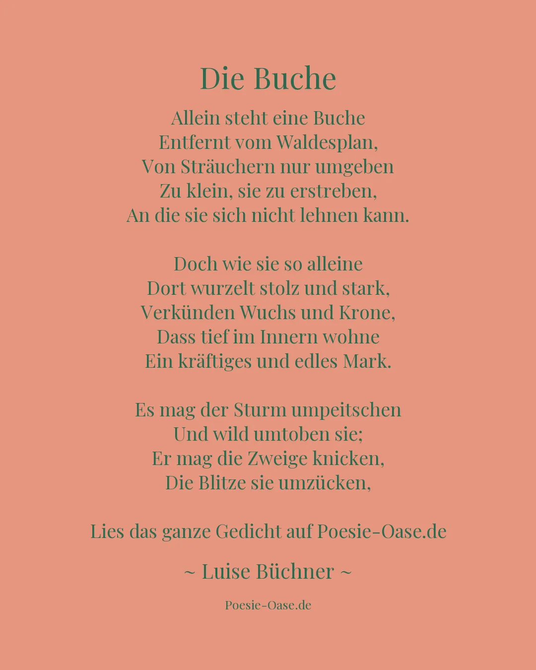 Illustration zu Die Buche