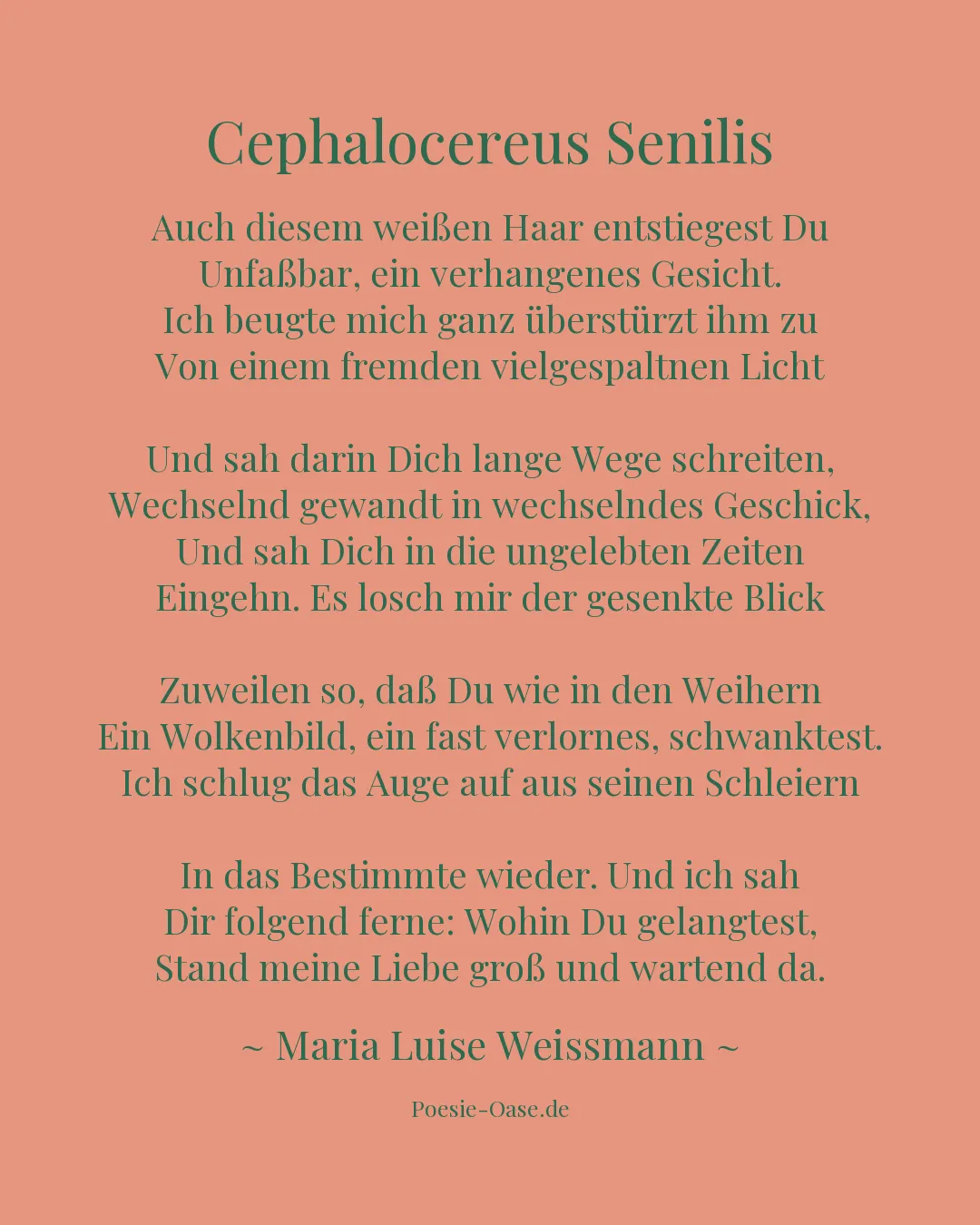 Illustration zu Cephalocereus Senilis