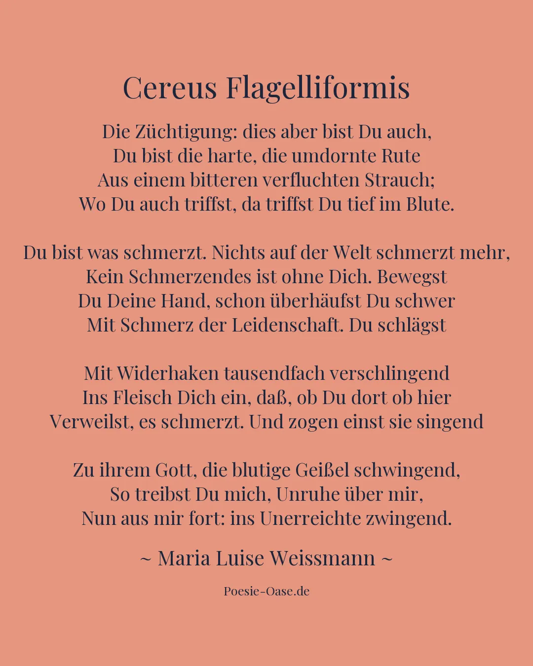Illustration zu Cereus Flagelliformis