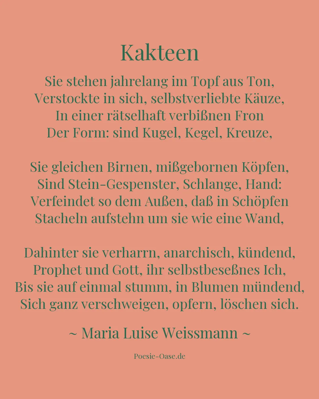 Illustration zu Kakteen