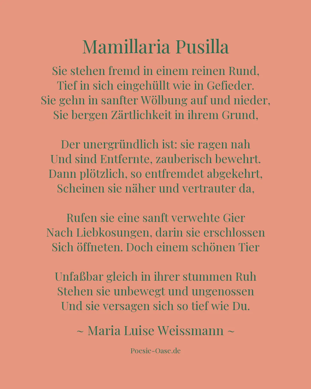 Illustration zu Mamillaria Pusilla