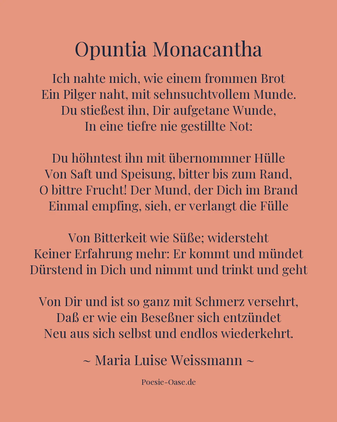 Illustration zu Opuntia Monacantha