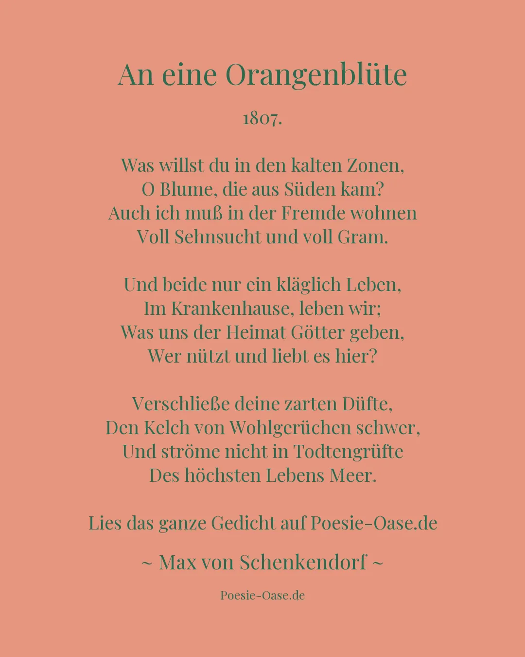 Illustration zu An eine Orangenblüte