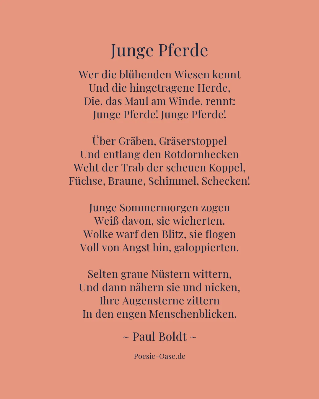 Illustration zu Junge Pferde
