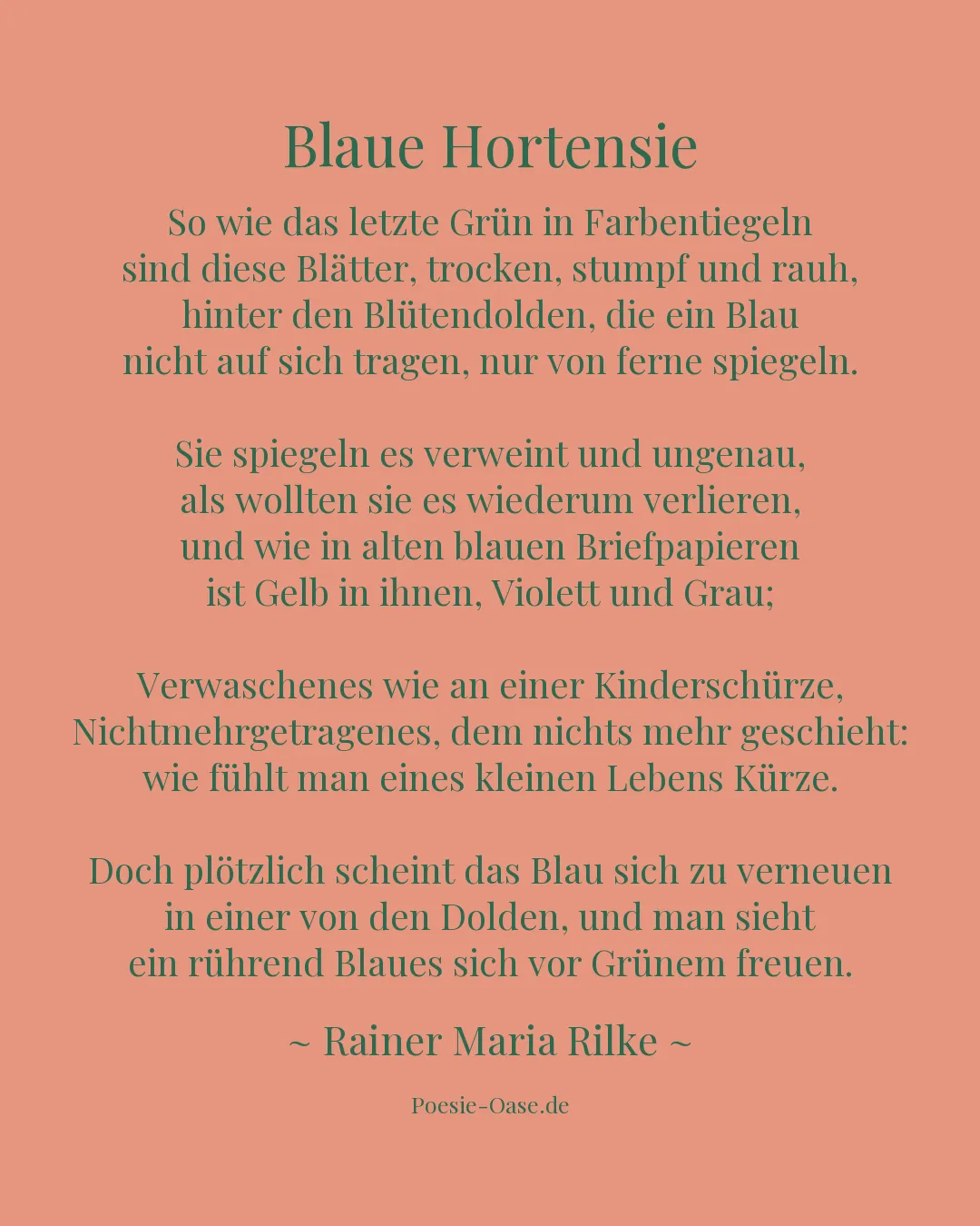 Illustration zu Blaue Hortensie