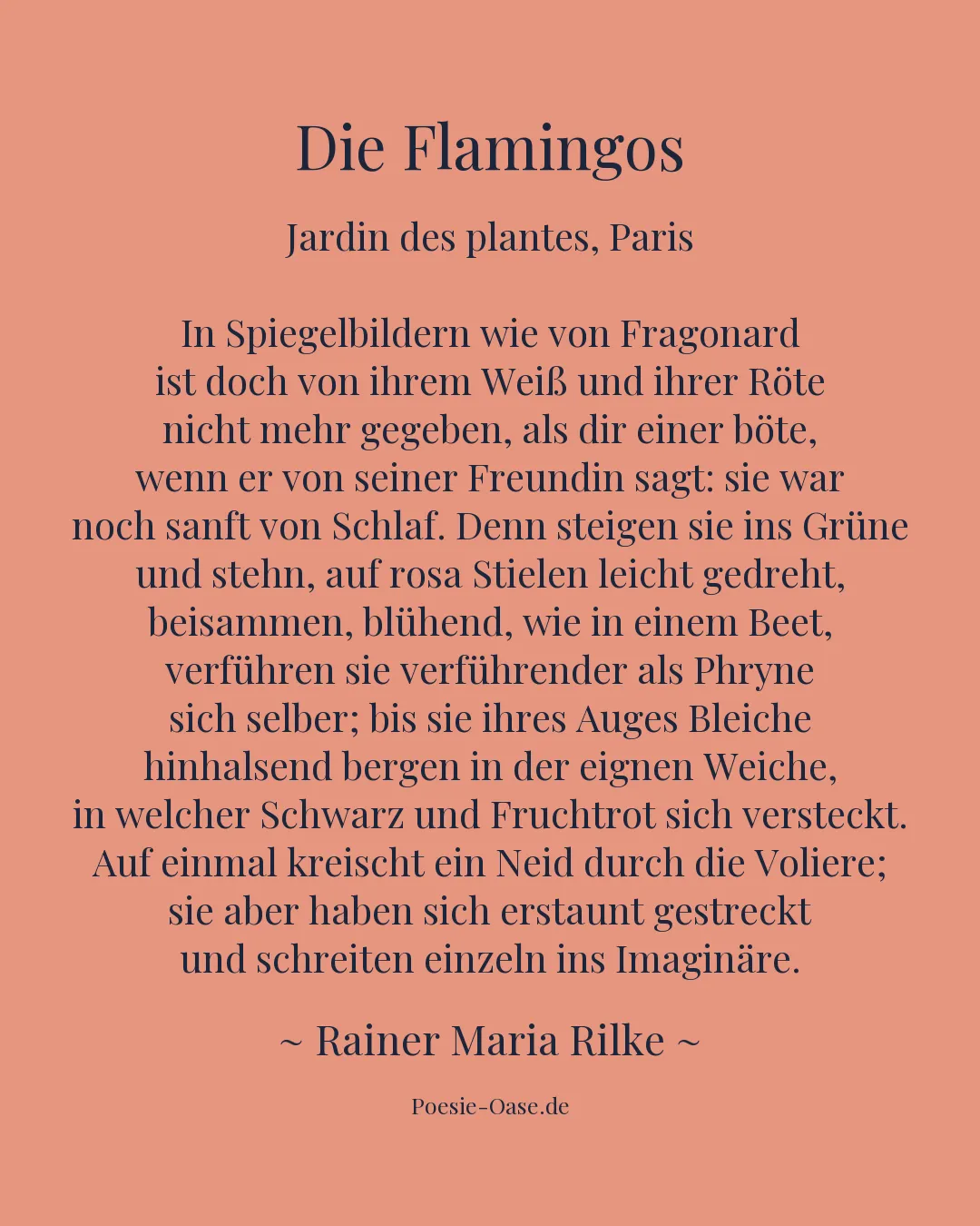 Illustration zu Die Flamingos