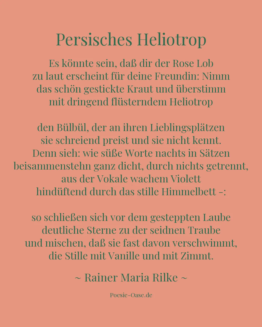 Illustration zu Persisches Heliotrop