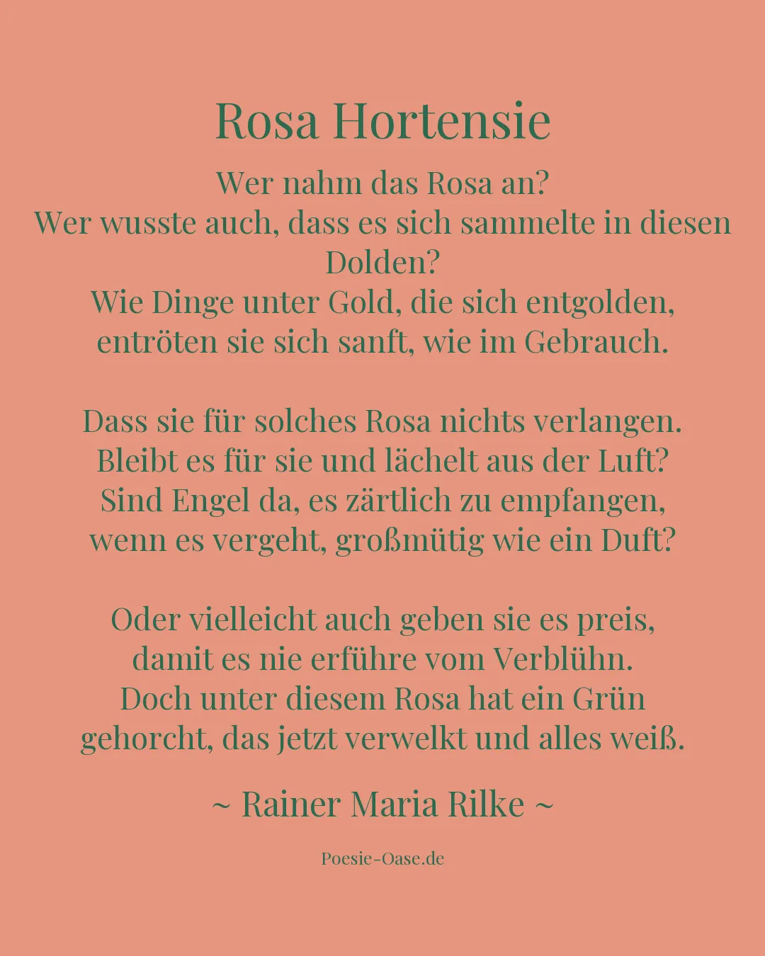 Illustration zu Rosa Hortensie