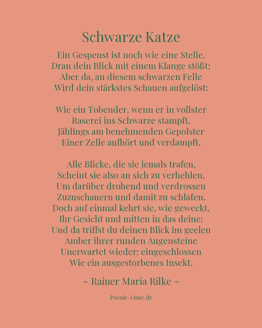 Illustration zu Schwarze Katze