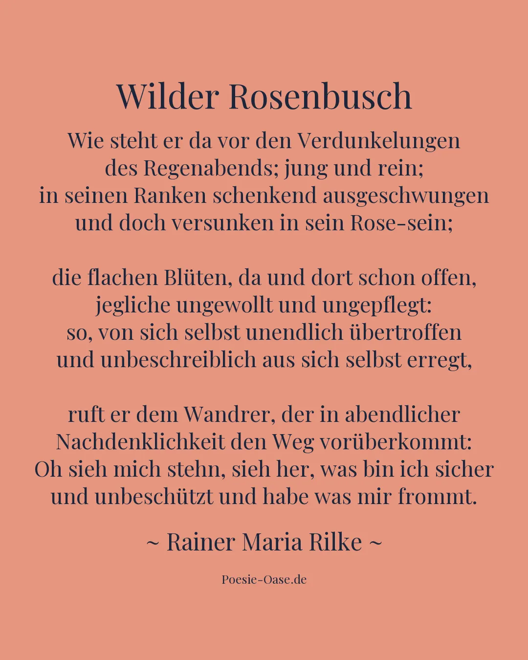 Illustration zu Wilder Rosenbusch