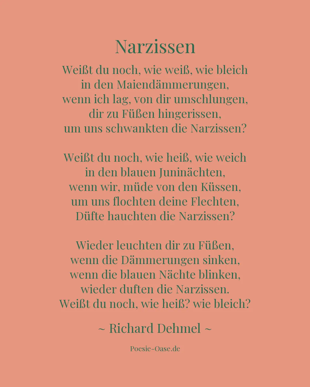 Illustration zu Narzissen