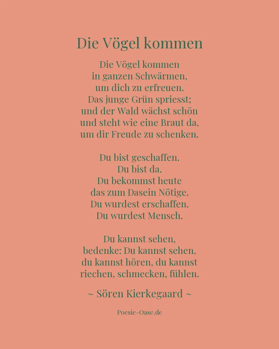 Illustration zu Die Vögel kommen