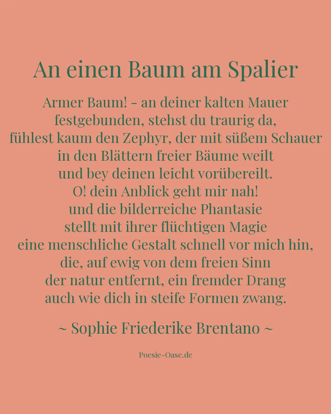 Illustration zu An einen Baum am Spalier