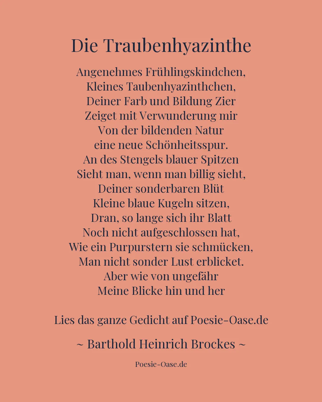 Illustration zu Die Traubenhyazinthe