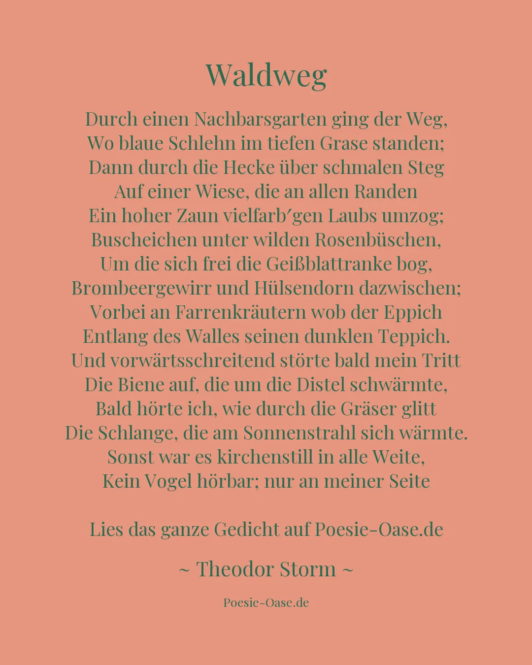 Illustration zu Waldweg