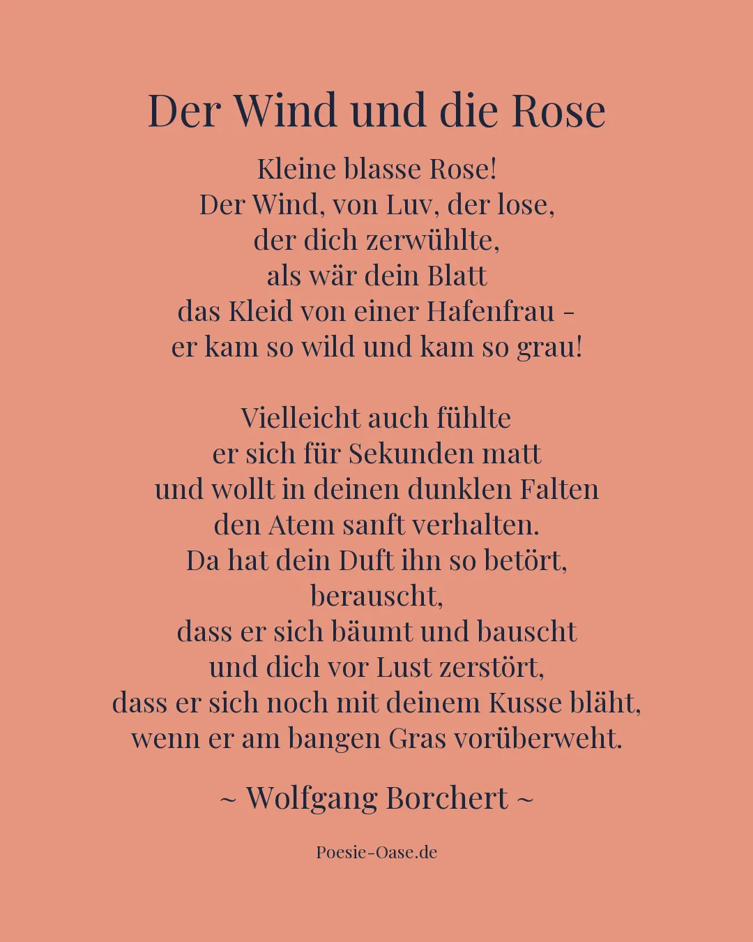 Illustration zu Der Wind und die Rose