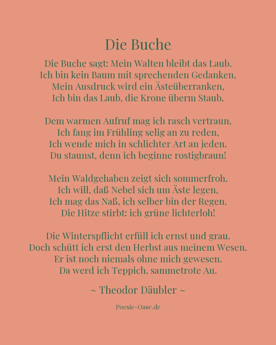 Illustration zu Die Buche