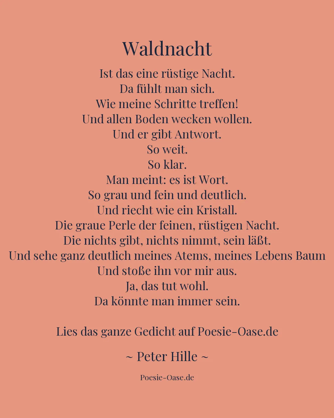Illustration zu Waldnacht