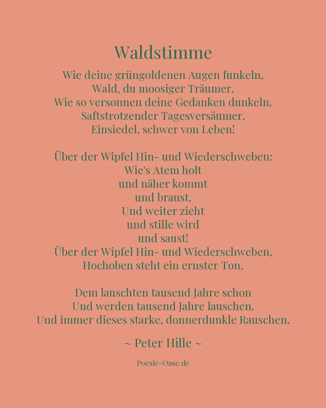 Illustration zu Waldstimme