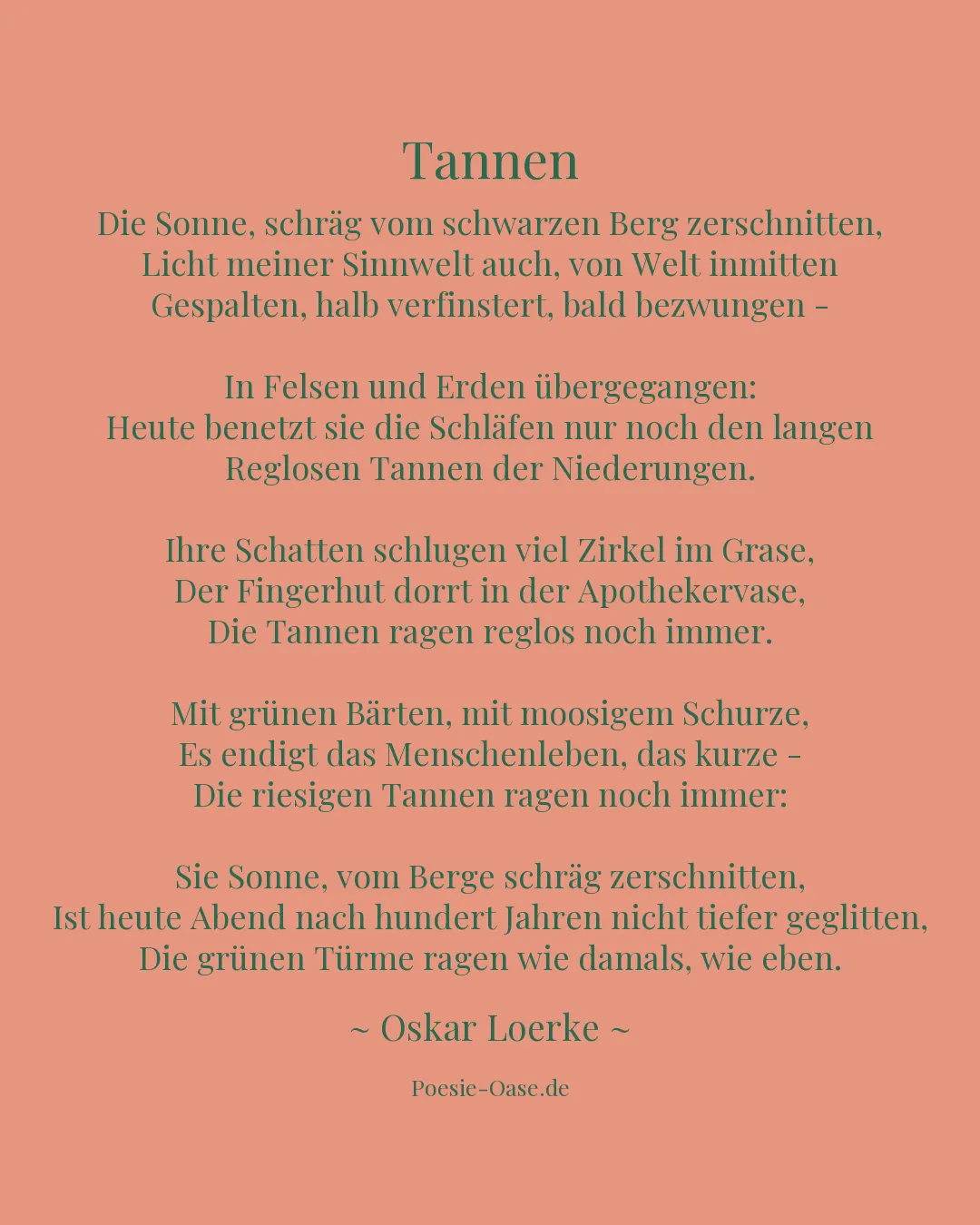 Illustration zu Tannen