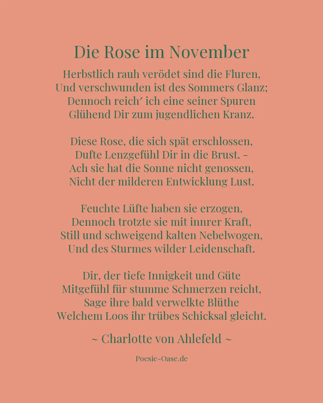 Illustration zu Die Rose im November
