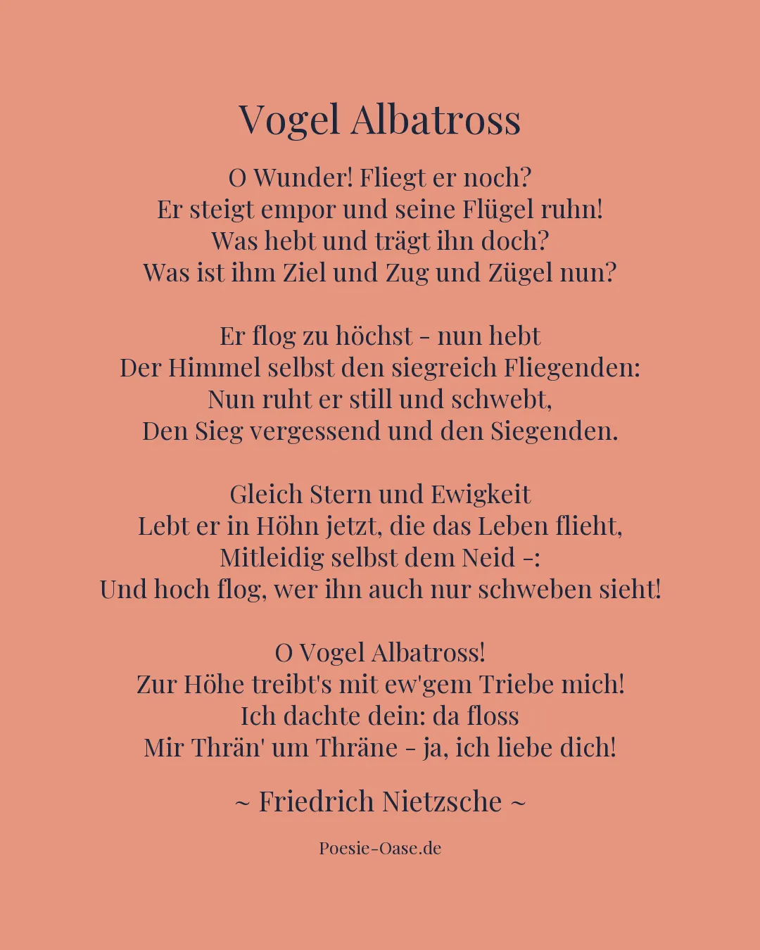 Illustration zu Vogel Albatross