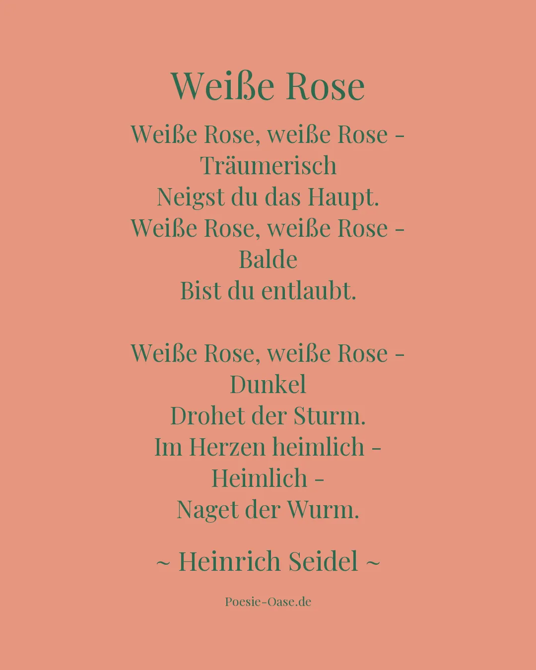 Illustration zu Weiße Rose