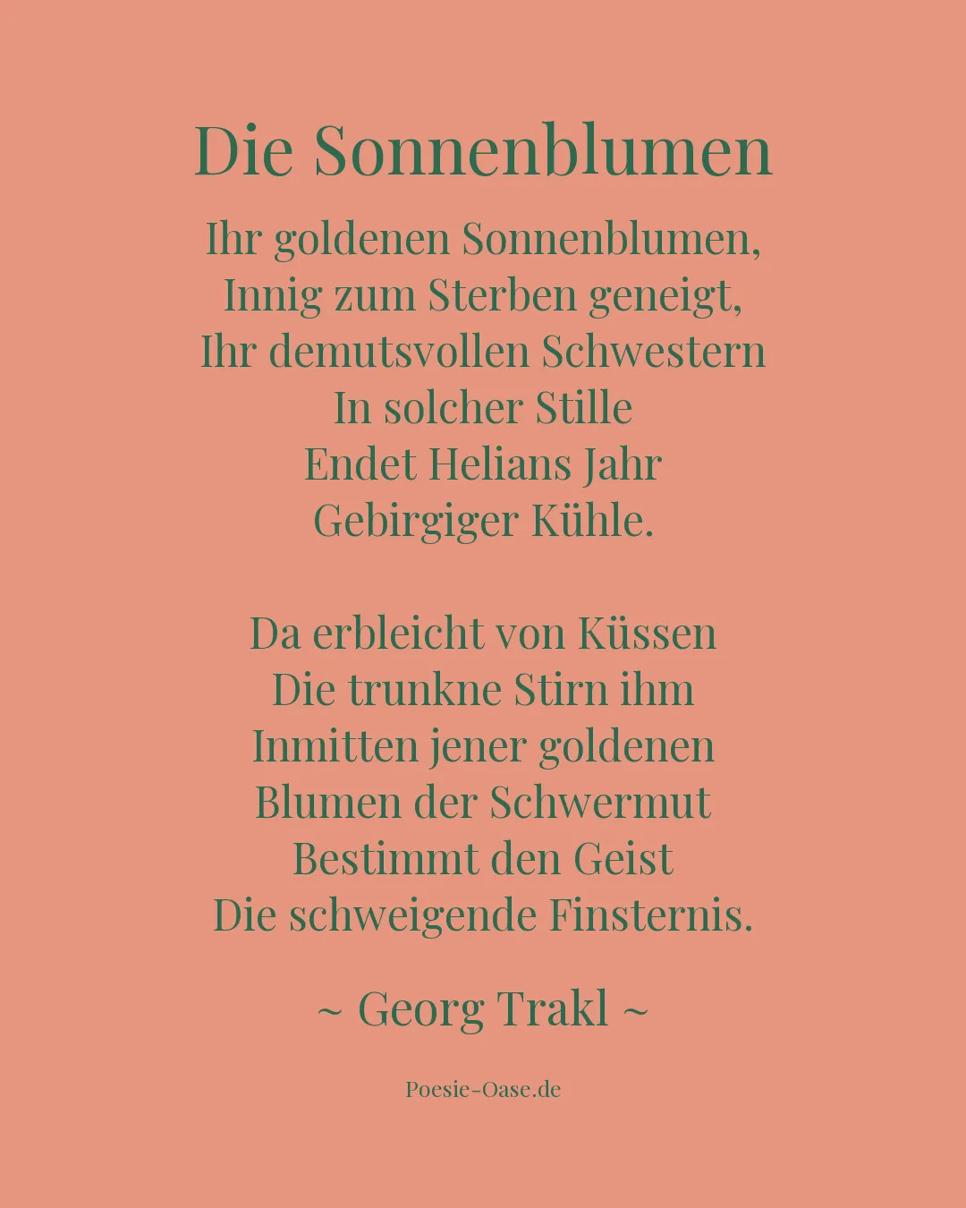 Illustration zu Die Sonnenblumen