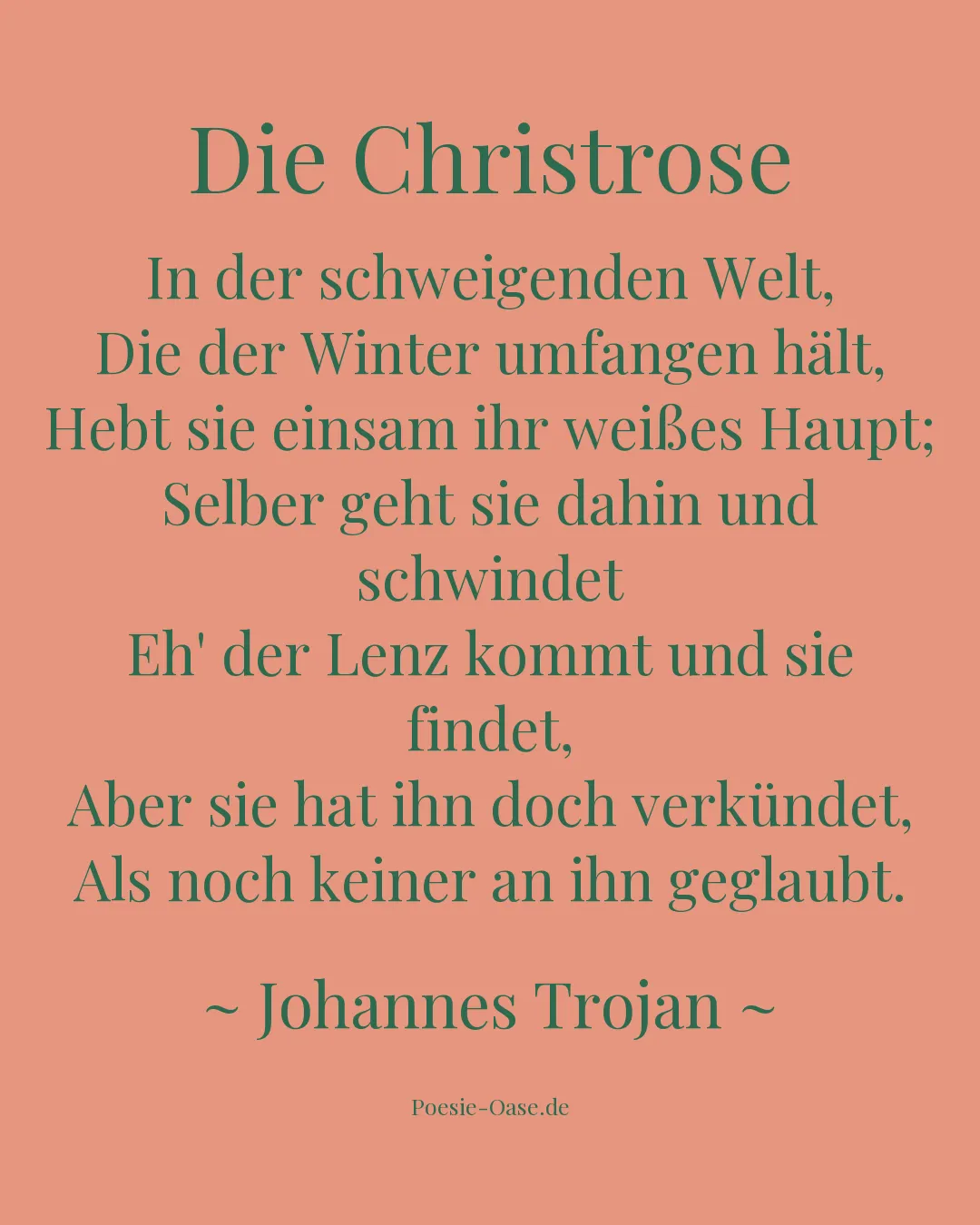 Illustration zu Die Christrose