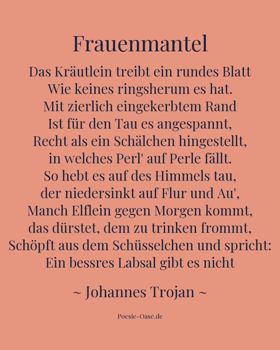 Illustration zu Frauenmantel