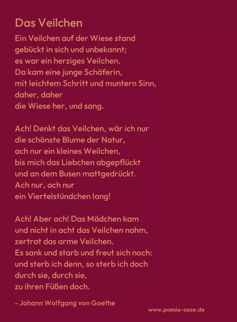 Das Veilchen