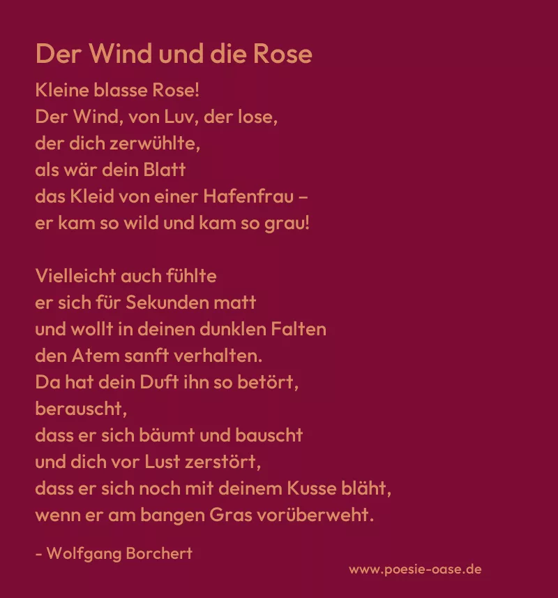 Gedicht: Der Wind und die Rose von Wolfgang Borchert
