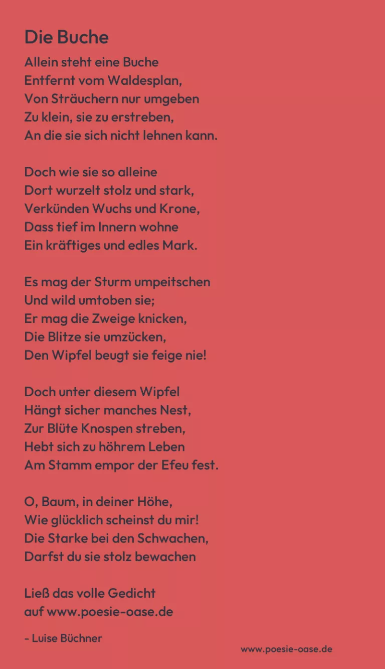 Die Buche