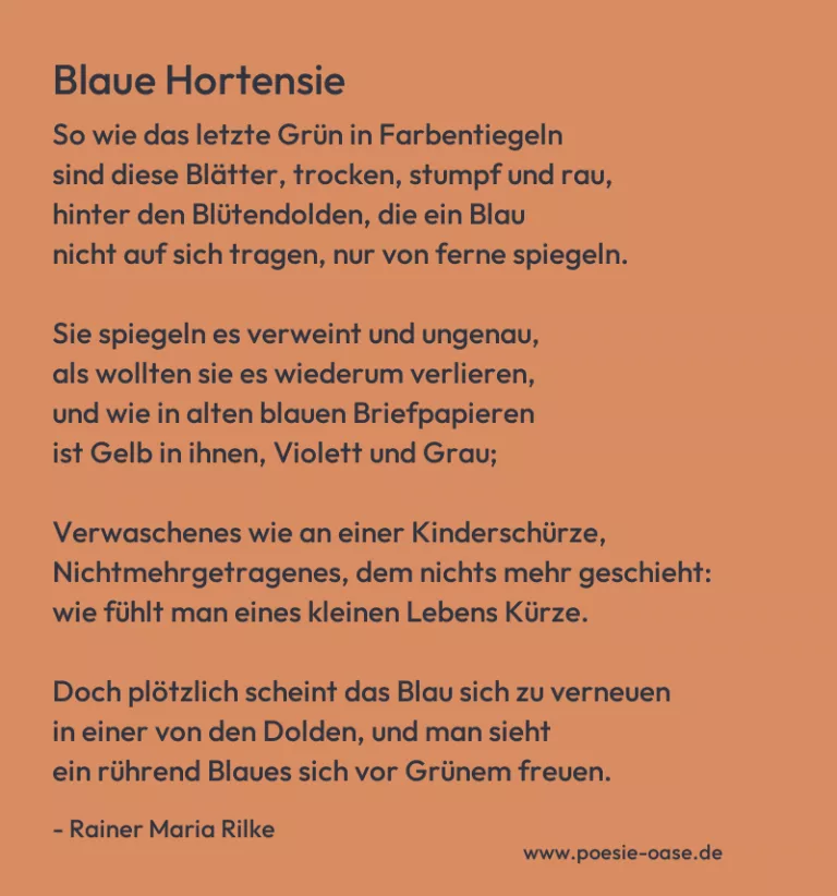 Blaue Hortensie